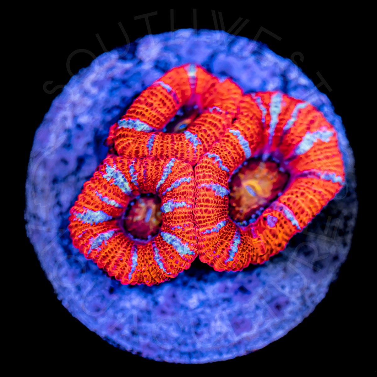 Hellfire Lords - WYSIWYG Hellfire Lords - WYSIWYG