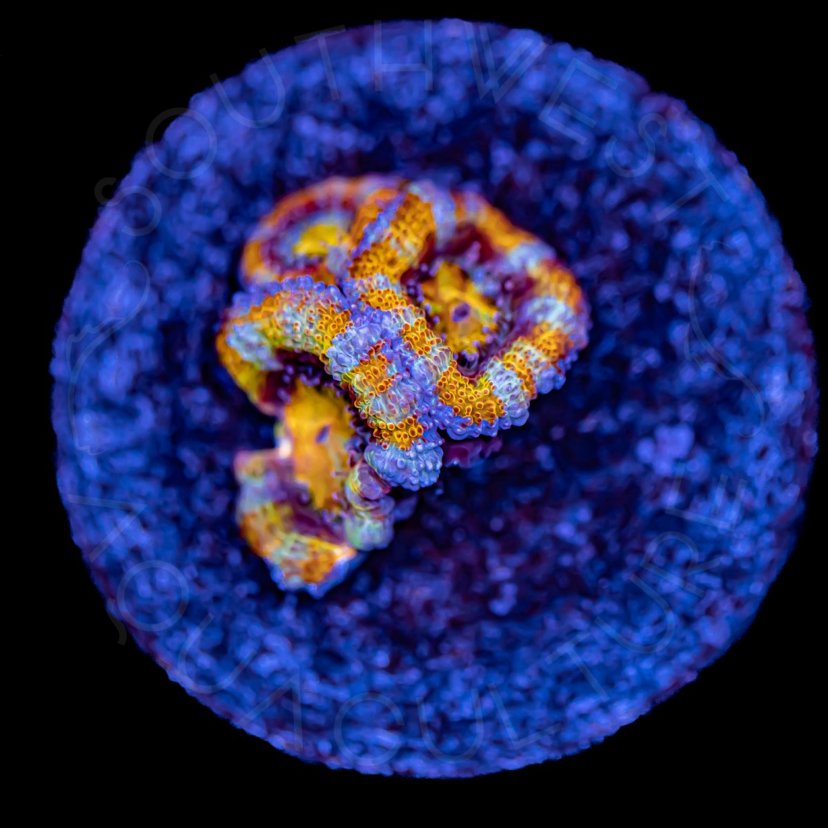 Ultron Micromussa - WYSIWYG Ultron Micromussa - WYSIWYG