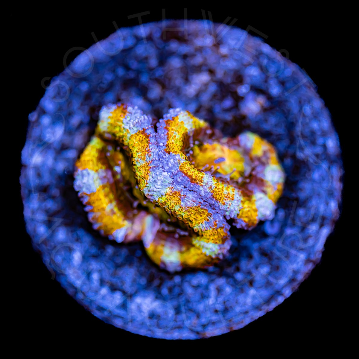 Ultron Micromussa - WYSIWYG Ultron Micromussa - WYSIWYG