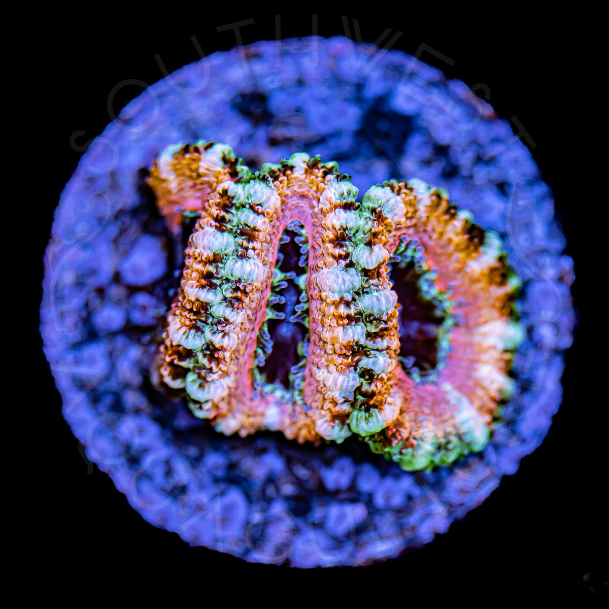 Jolly Rancher Lord - WYSIWYG Jolly Rancher Lord - WYSIWYG