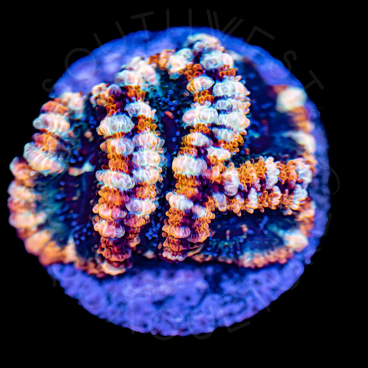 King Midas Lords - WYSIWYG King Midas Lords - WYSIWYG