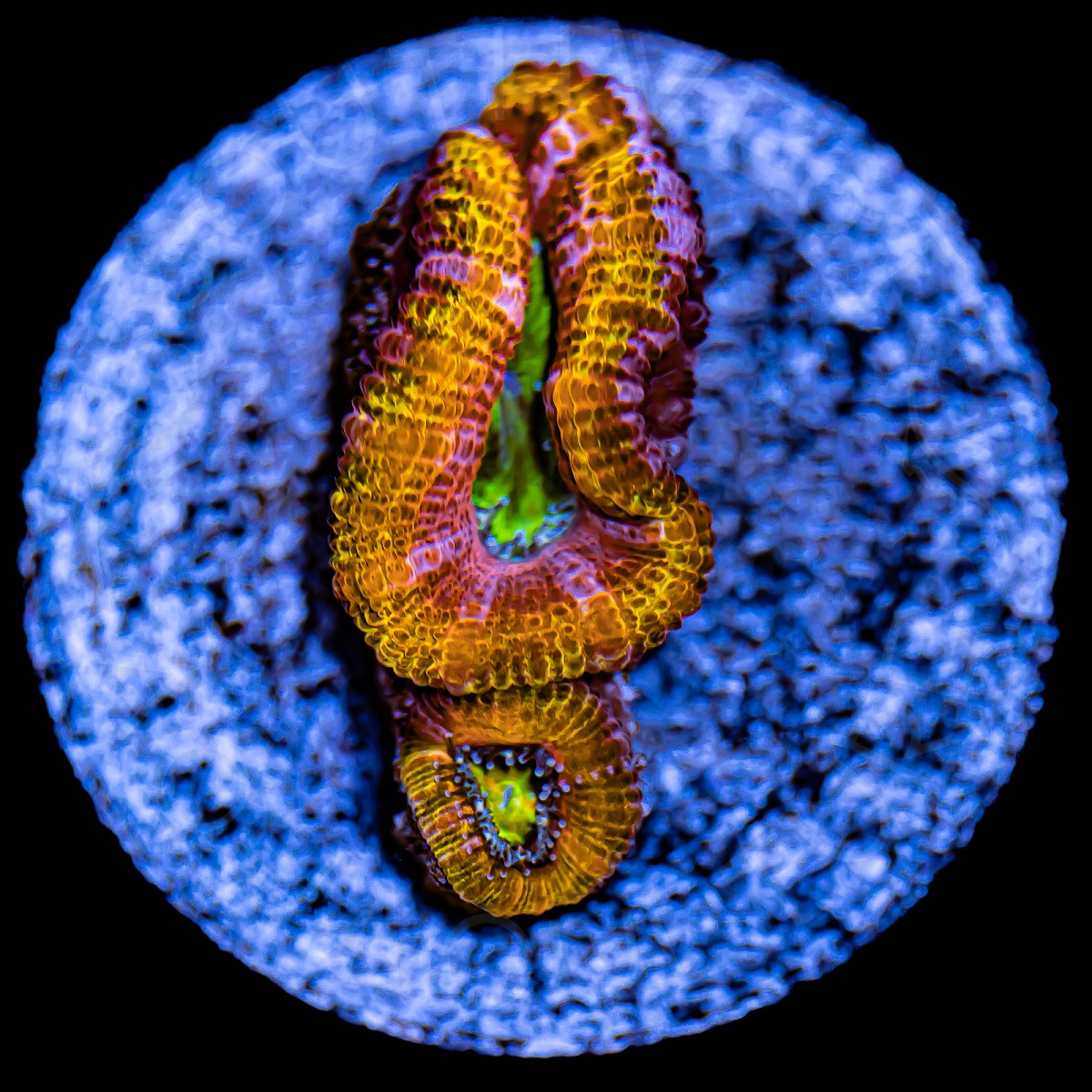 Ultra Micromussa Lord - WYSIWYG Ultra Micromussa Lord - WYSIWYG