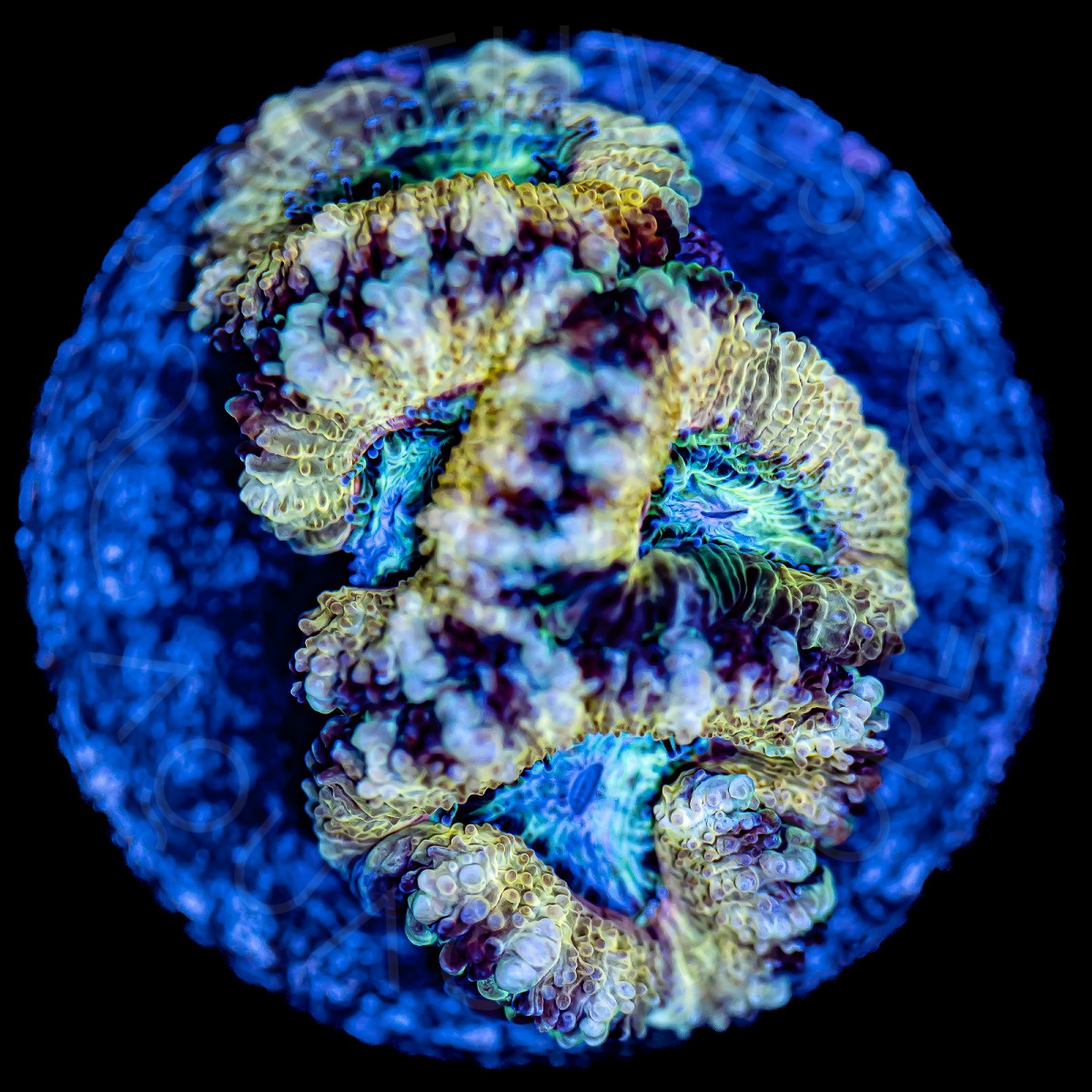 Banana Split Lords - WYSIWYG Banana Split Lords - WYSIWYG