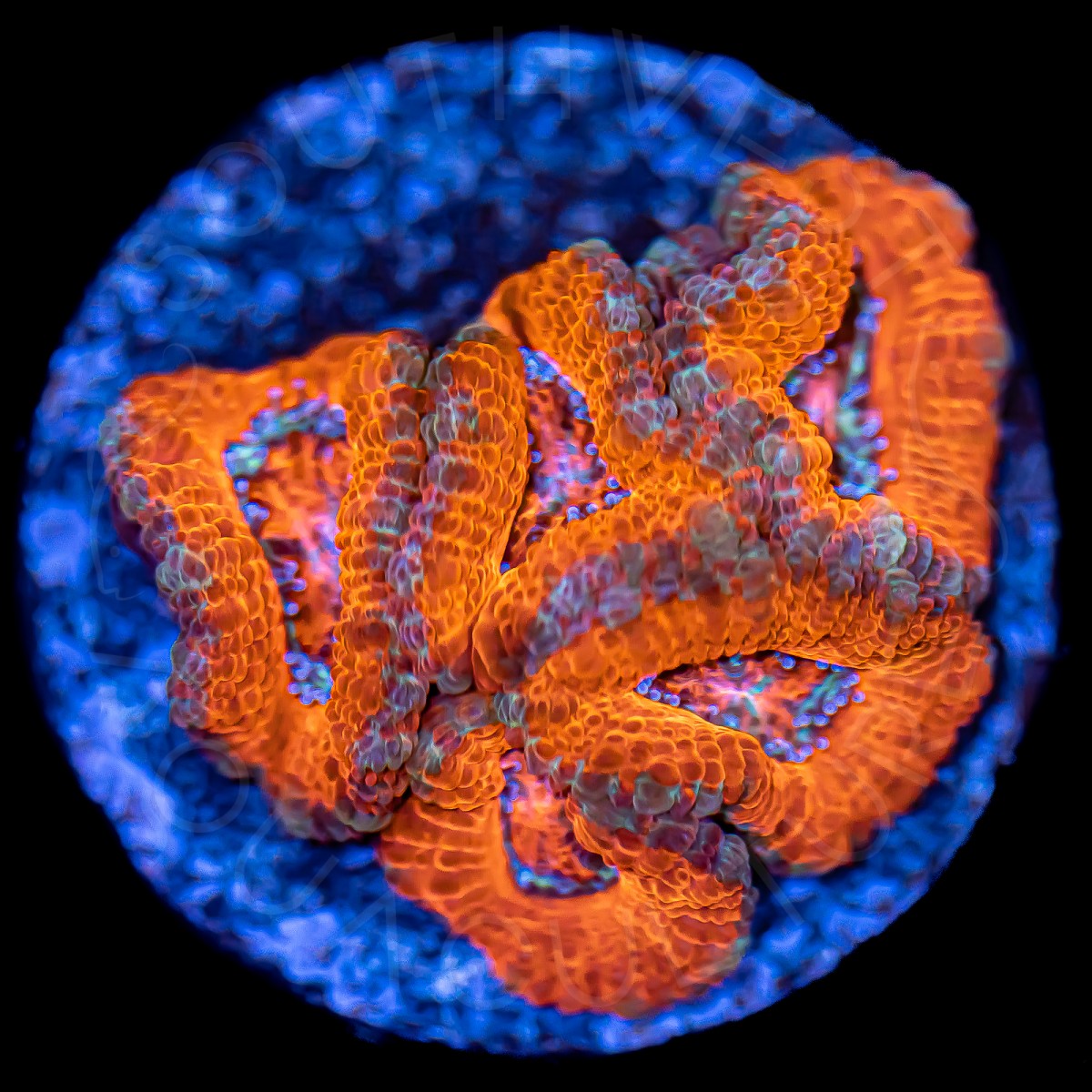 Not Acan Lords - WYSIWYG Not Acan Lords - WYSIWYG