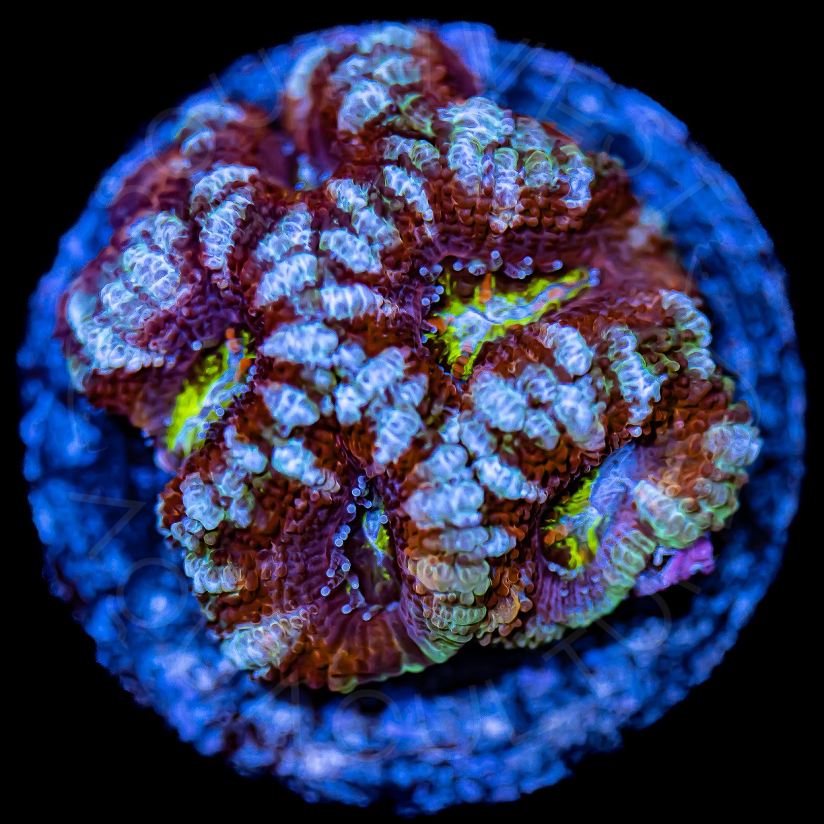 Alien Eye Lords - WYSIWYG Alien Eye Lords - WYSIWYG