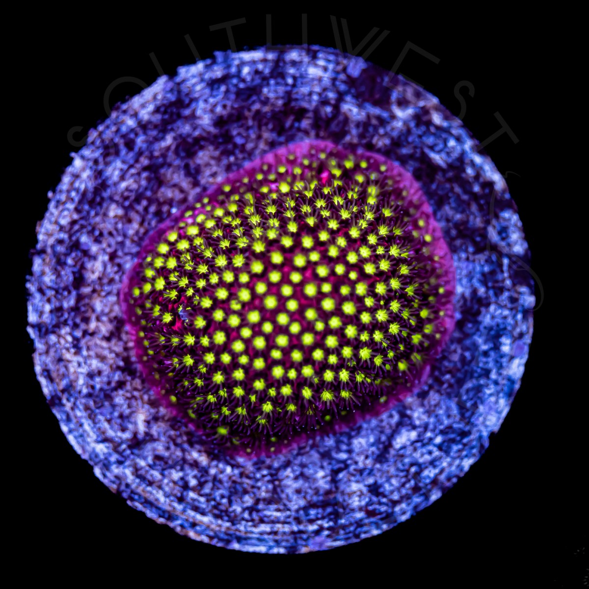 Electric Daisy Stylocoeniella - WYSIWYG Electric Daisy Stylocoeniella - WYSIWYG