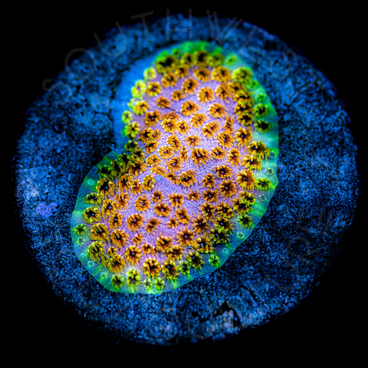 Rainbow Cyphastrea - WYSIWYG Rainbow Cyphastrea - WYSIWYG