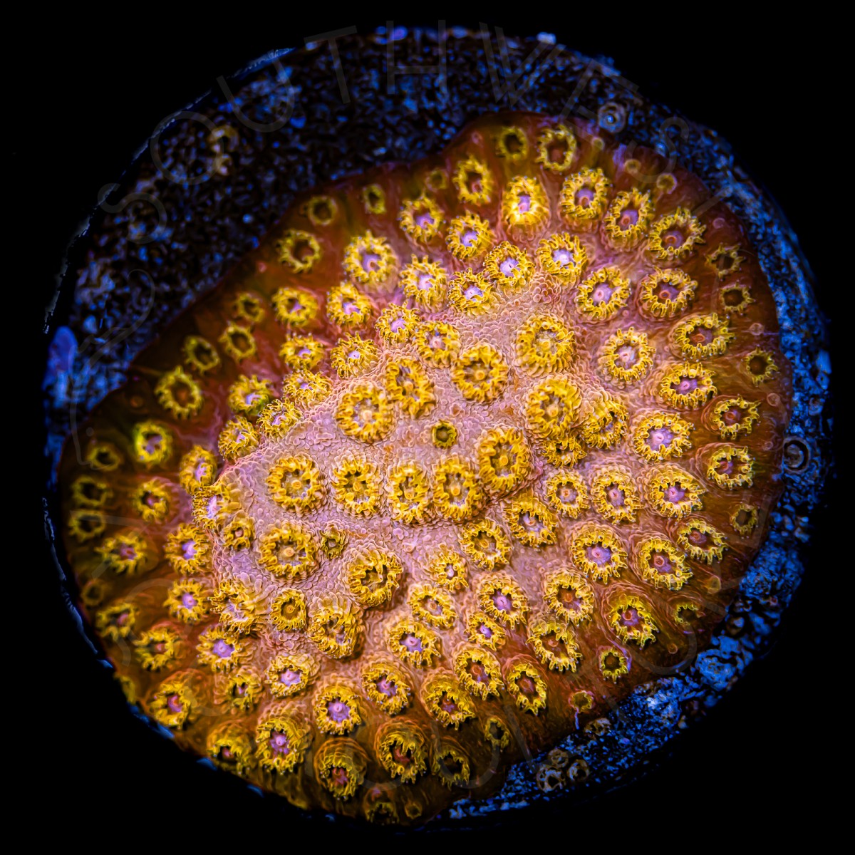 Marmalade Cyphastrea - WYSIWYG Marmalade Cyphastrea - WYSIWYG