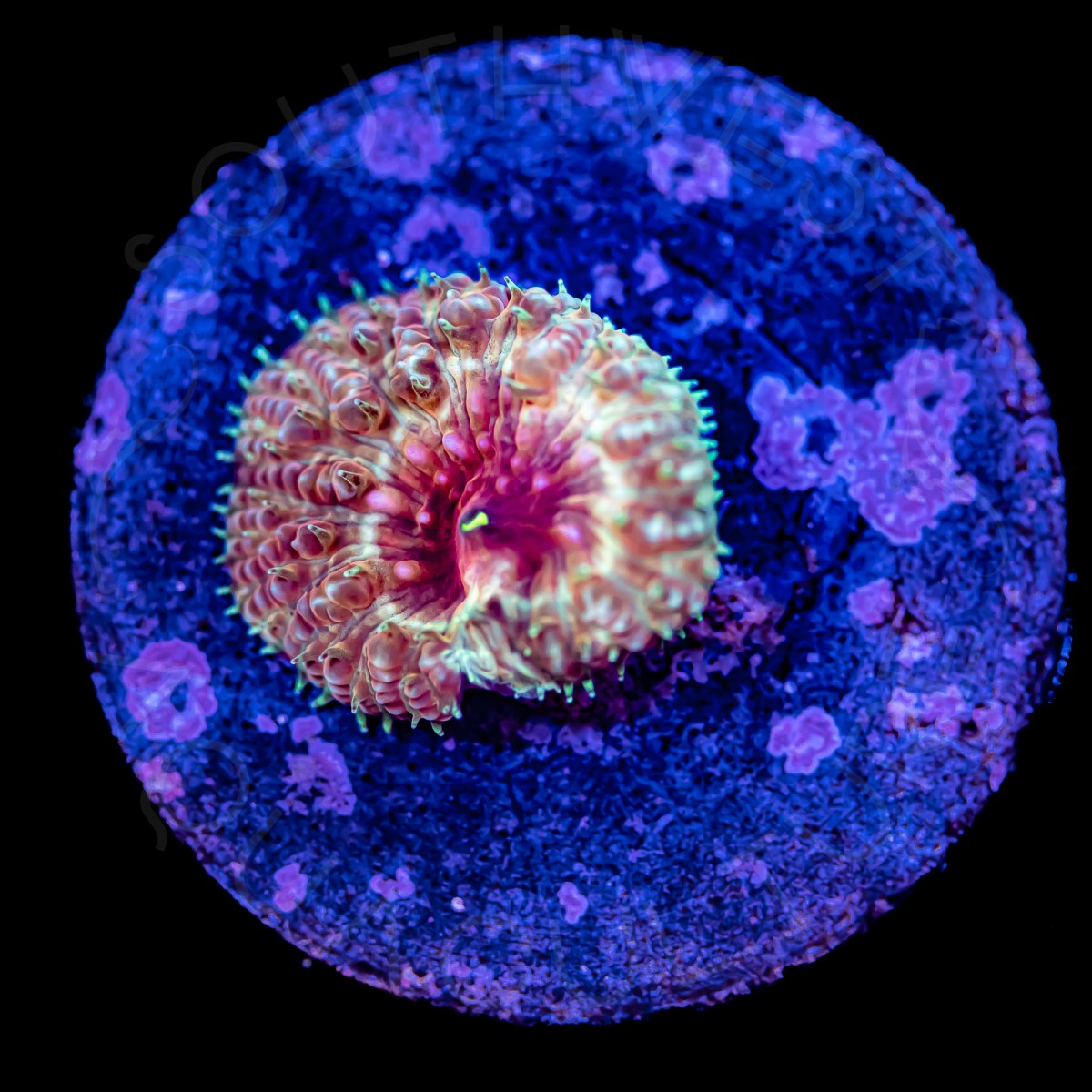 Ultra Blasto Wellsi - WYSIWYG Ultra Blasto Wellsi - WYSIWYG