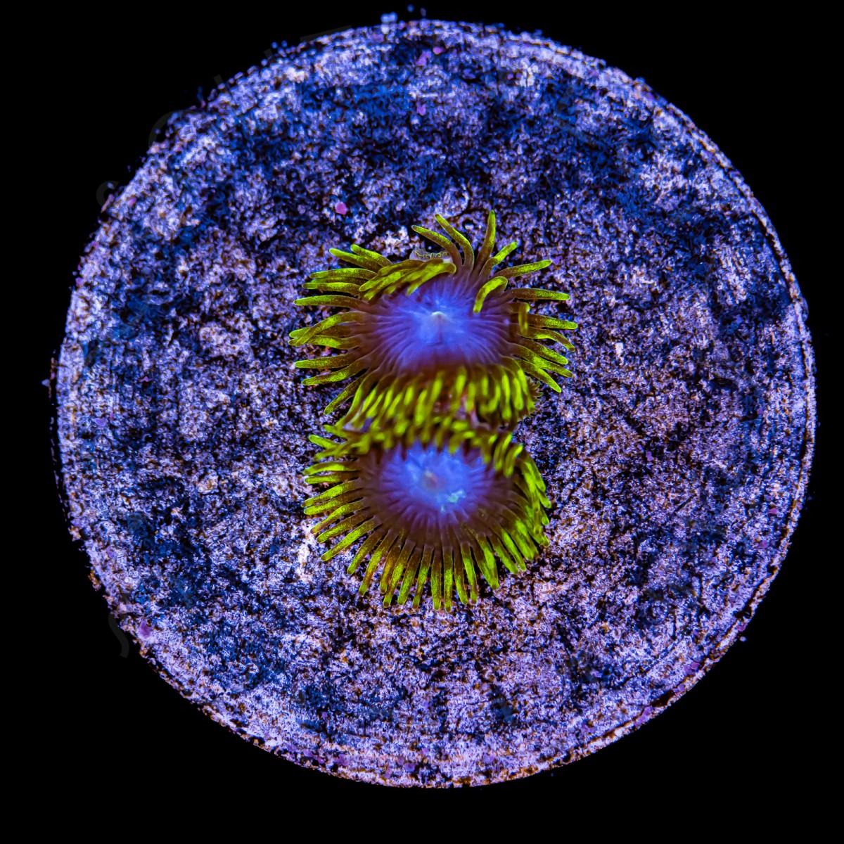 Smurfs Blood Zoanthids - WYSIWYG Smurfs Blood Zoanthids - WYSIWYG
