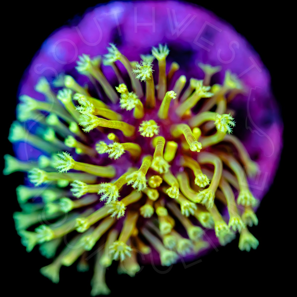 Weeping Willow Leather - WYSIWYG Weeping Willow Leather - WYSIWYG