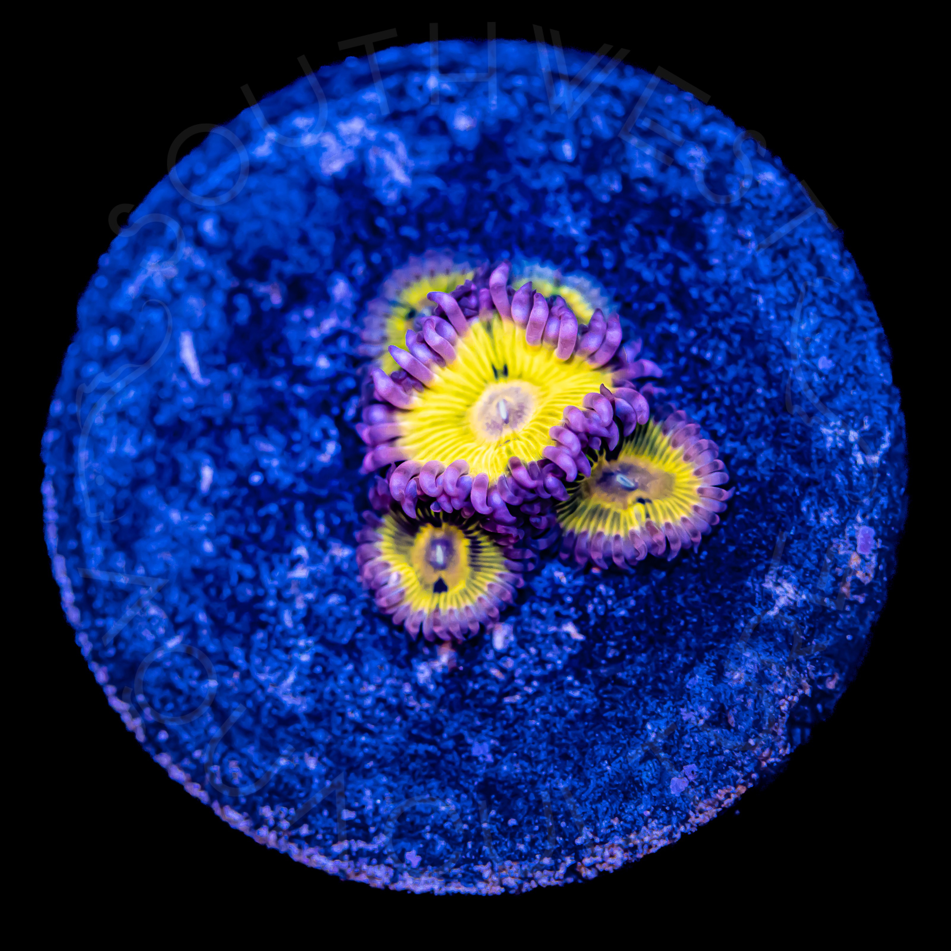 Pink Chiquita Zoanthid WYSIWYG