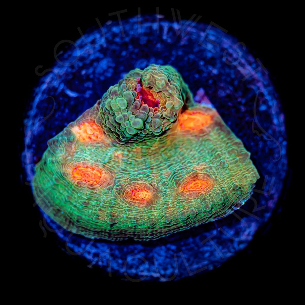 Orange Eye Chalice - WYSIWYG Orange Eye Chalice - WYSIWYG