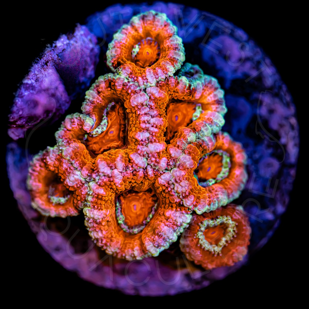 Ultra Micromussa - WYSIWYG Ultra Micromussa - WYSIWYG