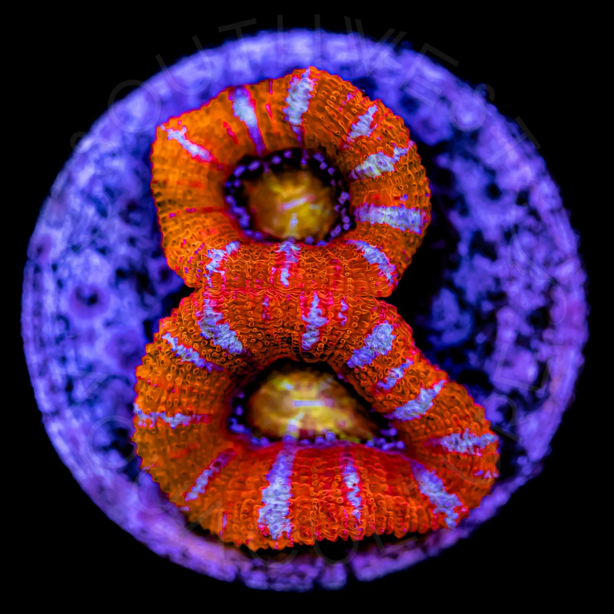 Hellfire Lords - WYSIWYG Hellfire Lords - WYSIWYG