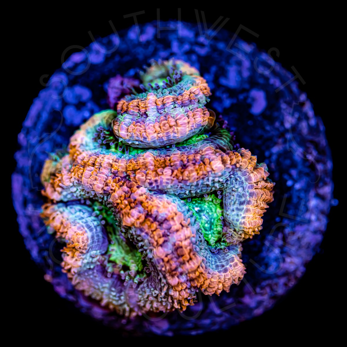 Ultra Micromussa - WYSIWYG Ultra Micromussa - WYSIWYG