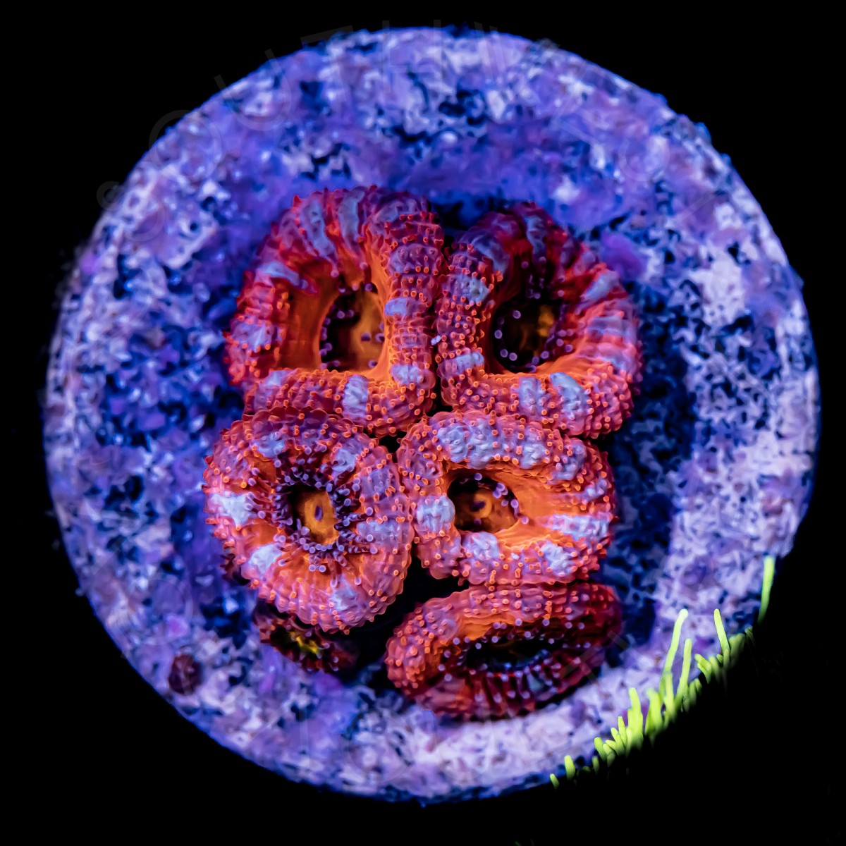 Ultra Micromussa - WYSIWYG