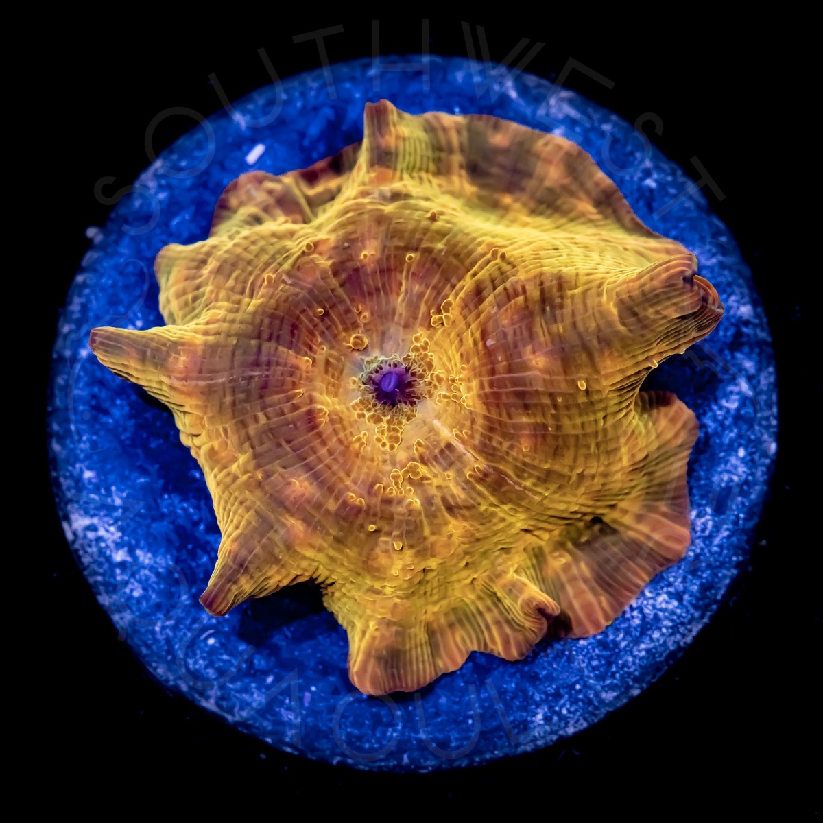 Iron Man Shroom - WYSIWYG