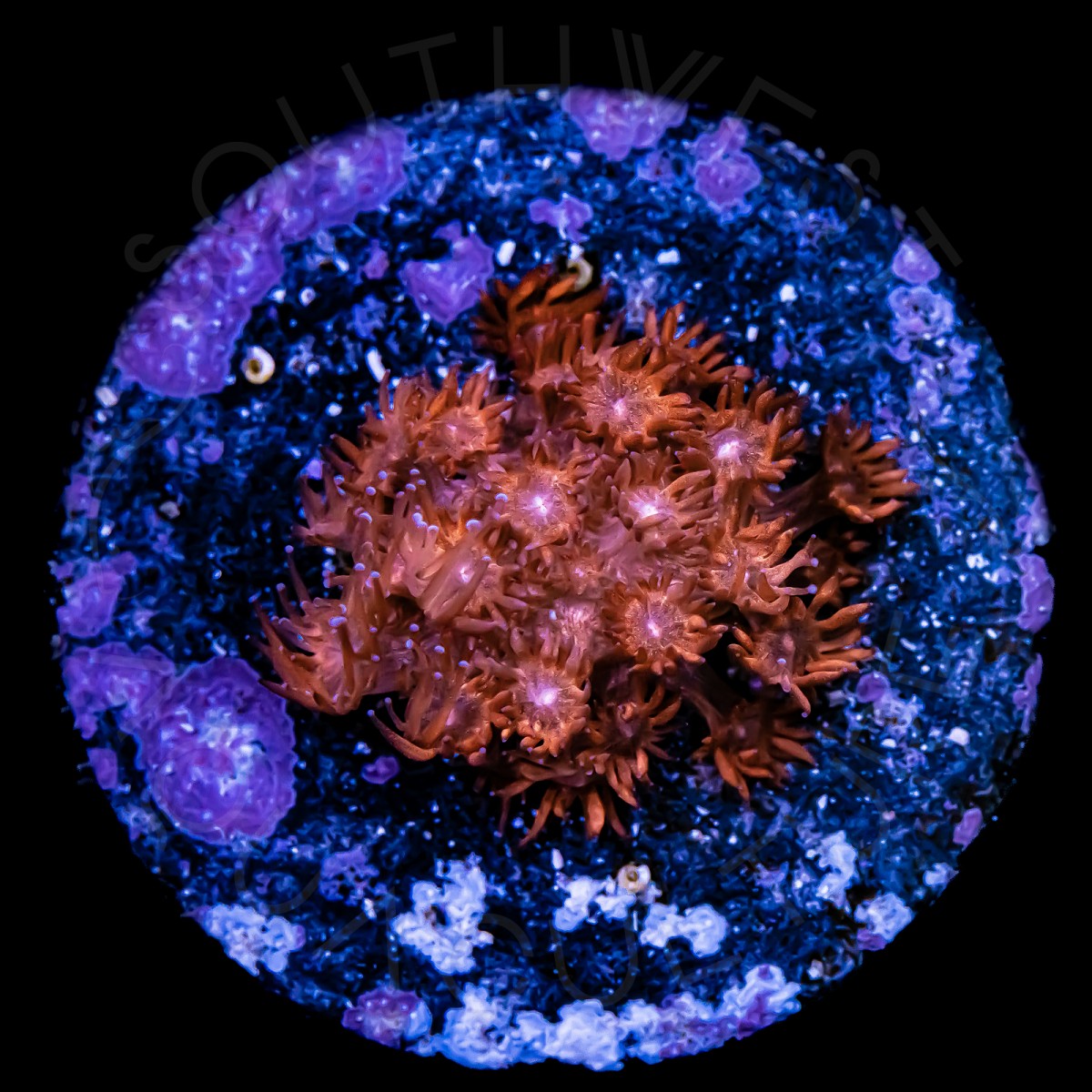 Ultra Red Goniopora - WYSIWYG Ultra Red Goniopora - WYSIWYG