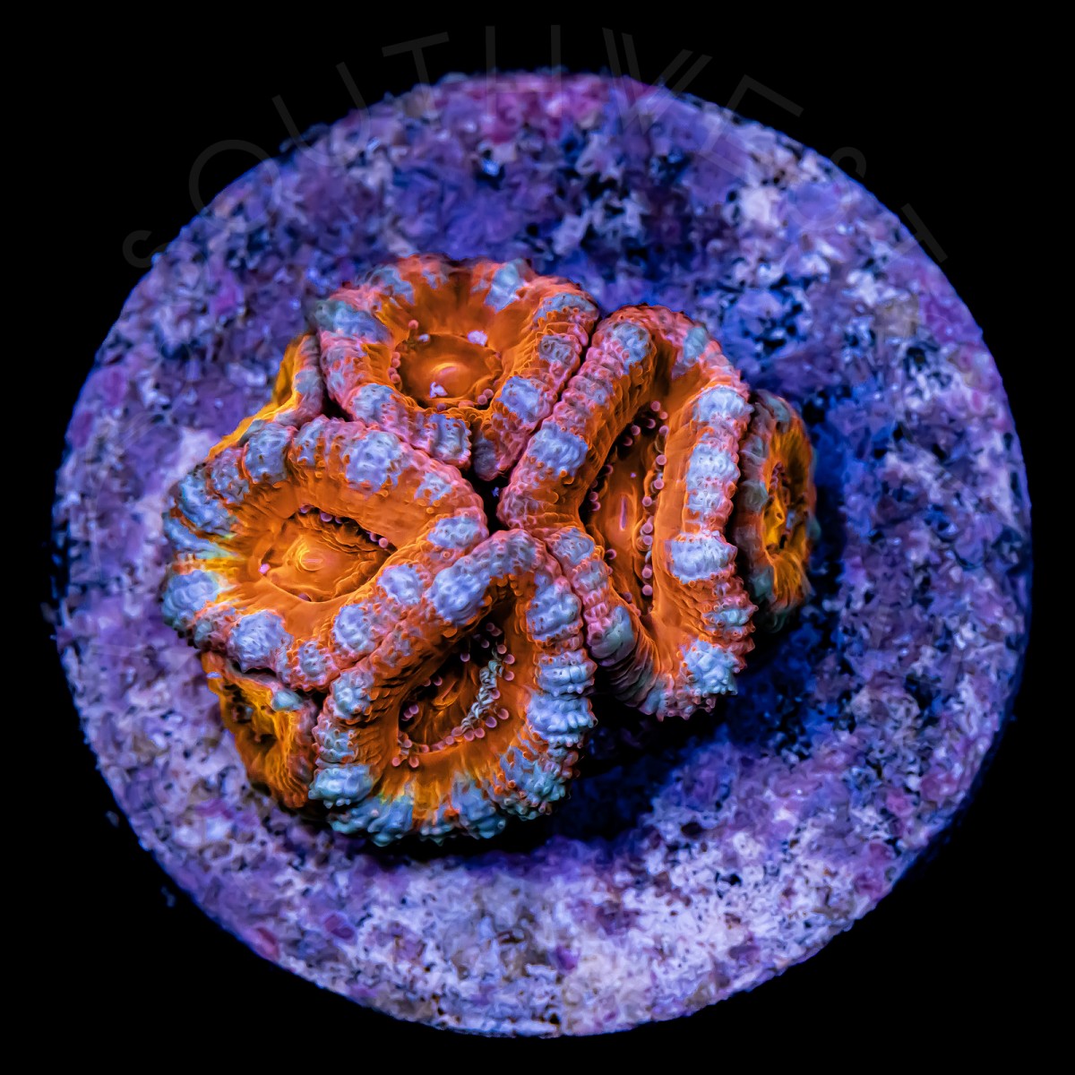 Ultra Micromussa - WYSIWYG Ultra Micromussa - WYSIWYG