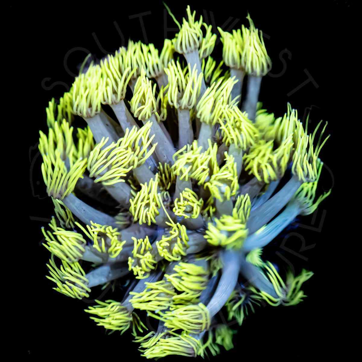 Highlighter Goniopora- WYSIWYG Highlighter Goniopora- WYSIWYG