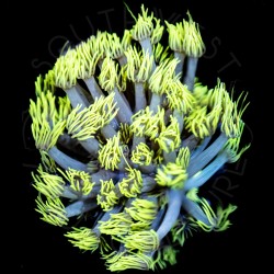 Highlighter Goniopora- WYSIWYG Highlighter Goniopora- WYSIWYG