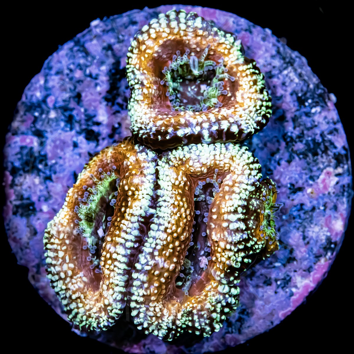 Ultra Micromussa - WYSIWYG Ultra Micromussa - WYSIWYG