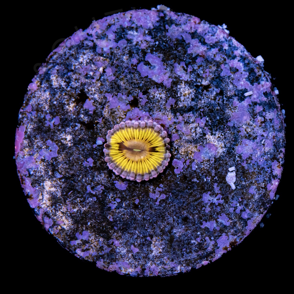 Pink Chiquita Zoanthid - WYSIWYG Pink Chiquita Zoanthid - WYSIWYG