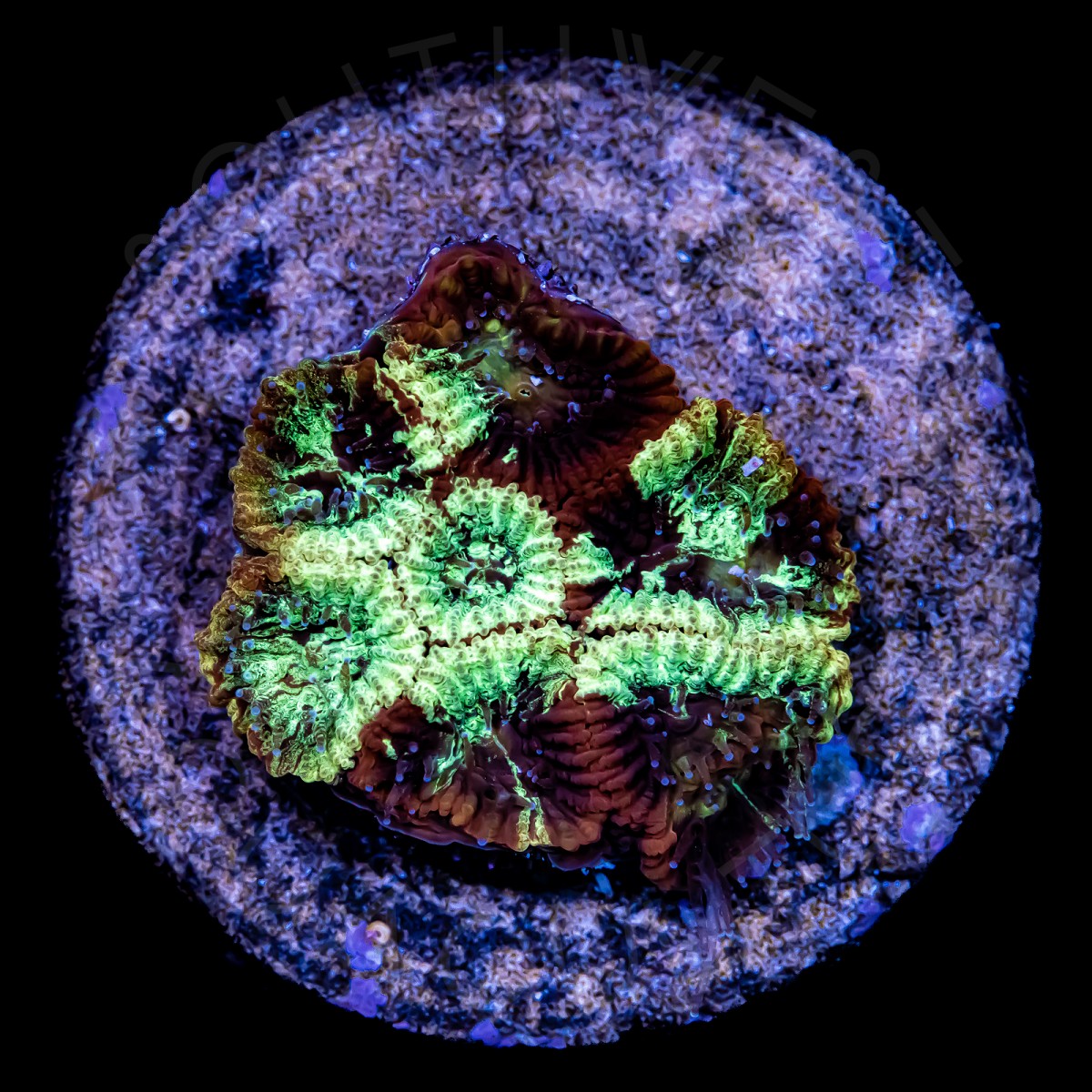 Tie Die Favia - WYSIWYG Tie Die Favia - WYSIWYG