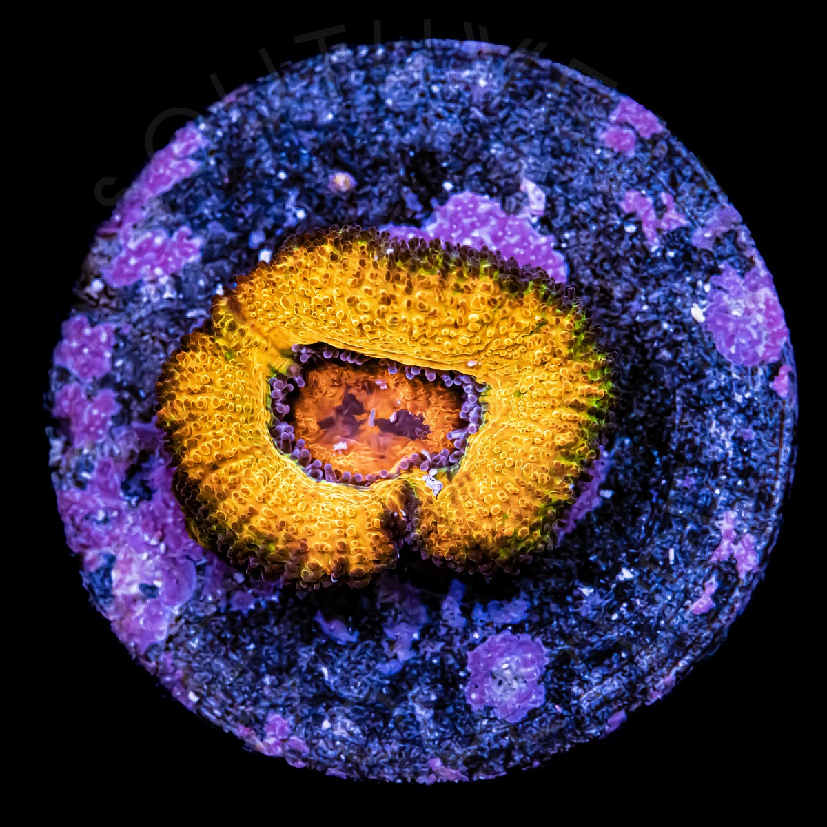 Unique Lords Micromussa - WYSIWYG Unique Lords Micromussa - WYSIWYG