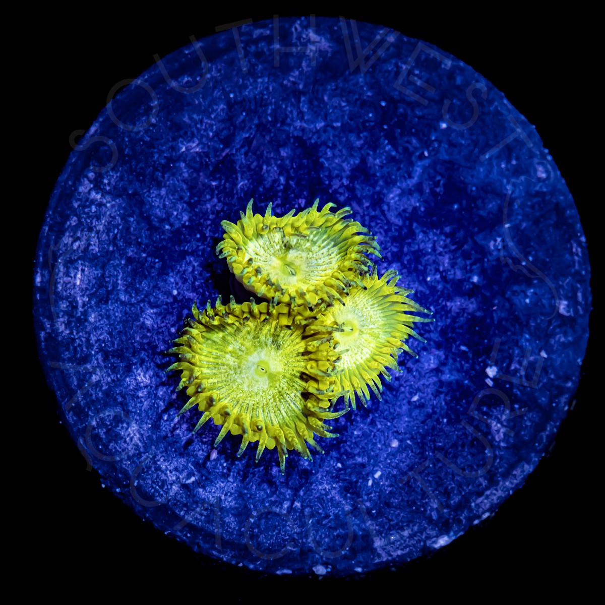 Lash Polyps - WYSIWYG