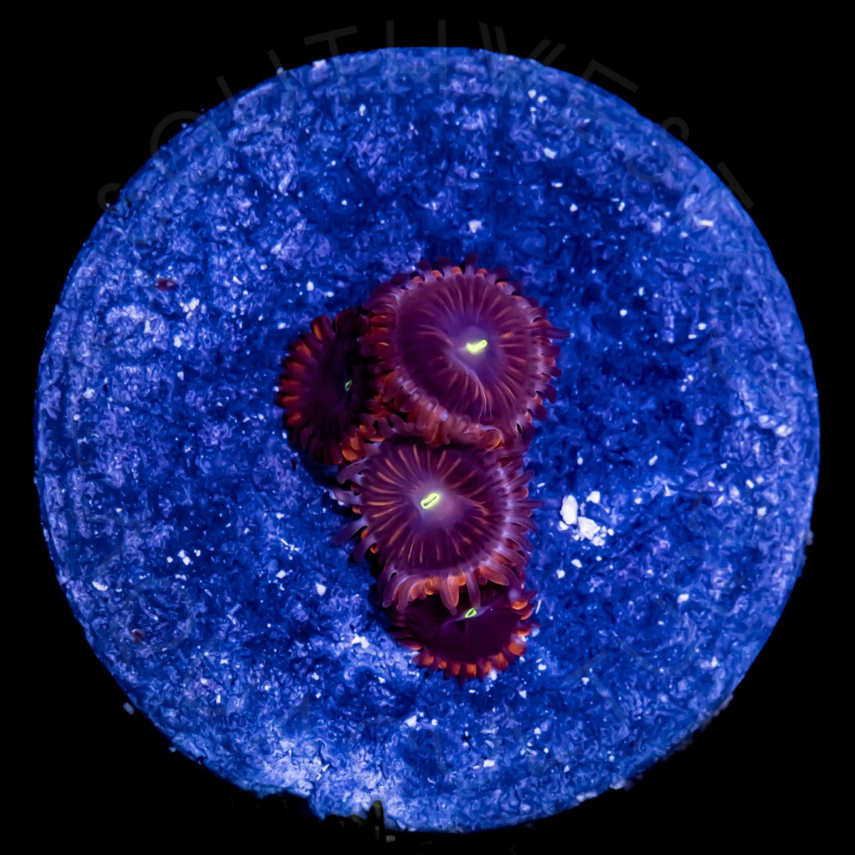 People Eater Palys - WYSIWYG