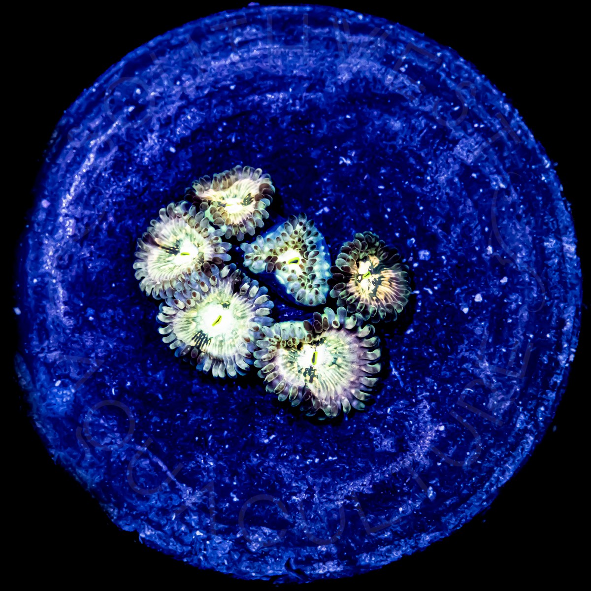 Hawaiian Ding Dang Palys - WYSIWYG