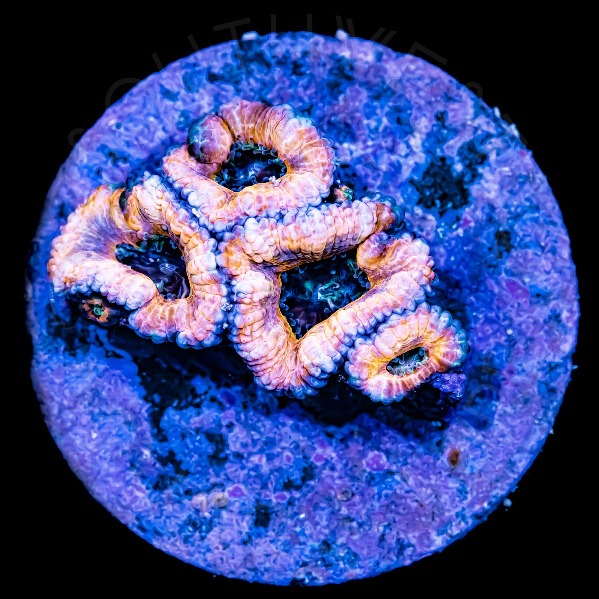 Ultra Micromussa - WYSIWYG Ultra Micromussa - WYSIWYG