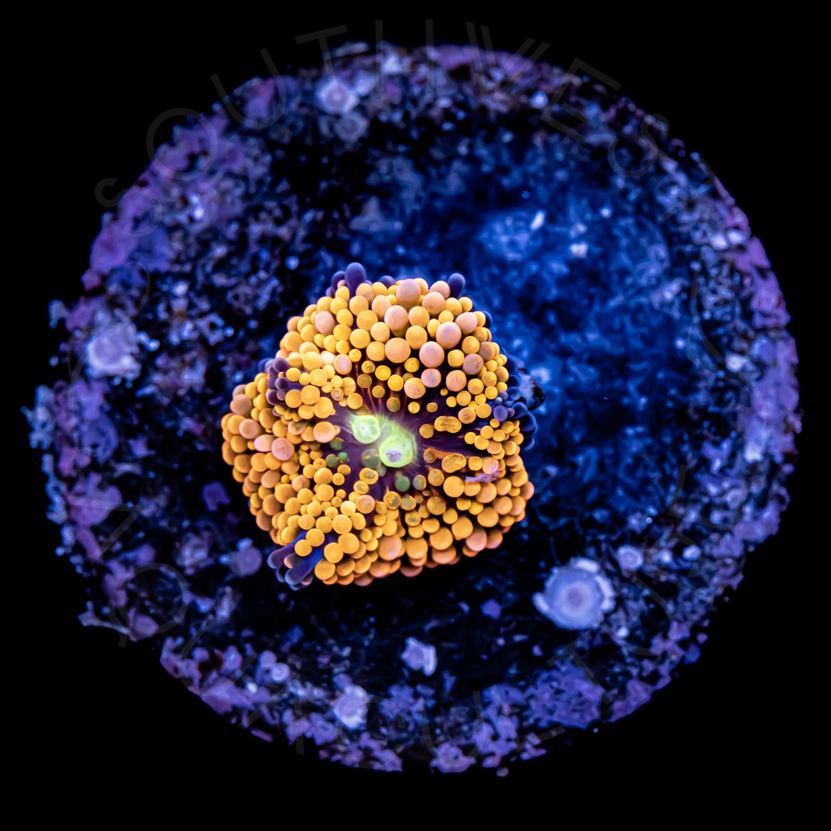 Ultra Ricordea Florida - WYSIWYG Ultra Ricordea Florida - WYSIWYG