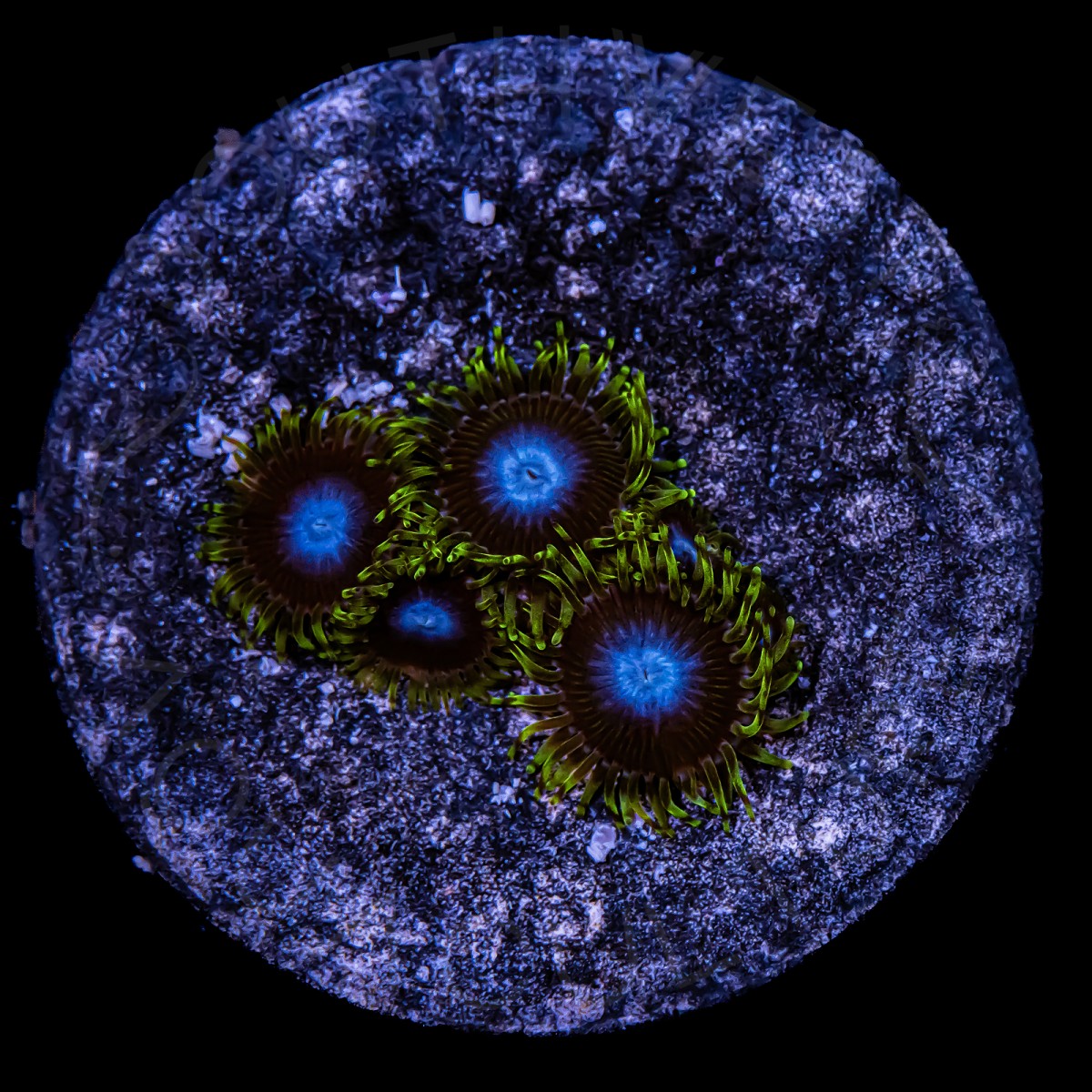 Smurfs Blood Zoanthids - WYSIWYG
