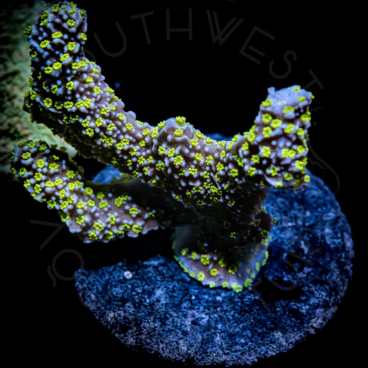 Montipora Stellata - WYSIWYG Montipora Stellata - WYSIWYG