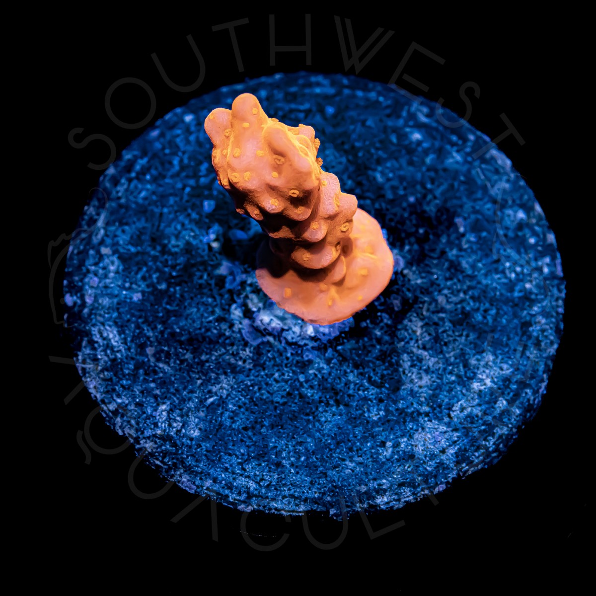 Grafted Montipora Setosa - WYSIWYG Grafted Montipora Setosa - WYSIWYG