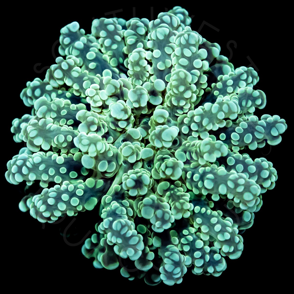 True Octospawn (yaeyamaensis) - WYSIWYG True Octospawn (yaeyamaensis) - WYSIWYG