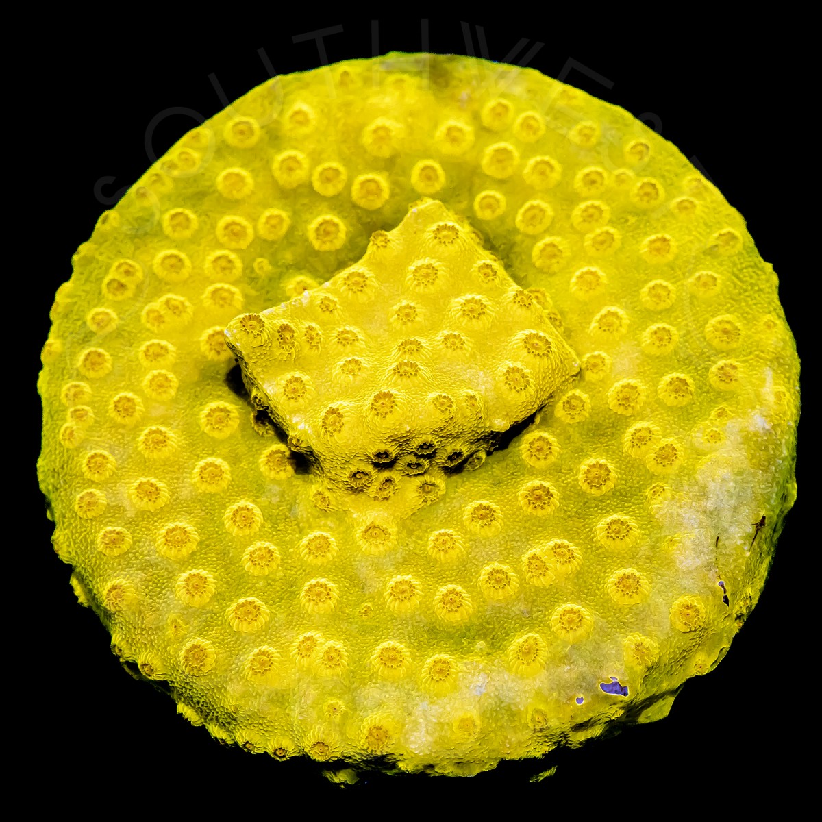 24K Cyphastrea - WYSIWYG 24K Cyphastrea - WYSIWYG
