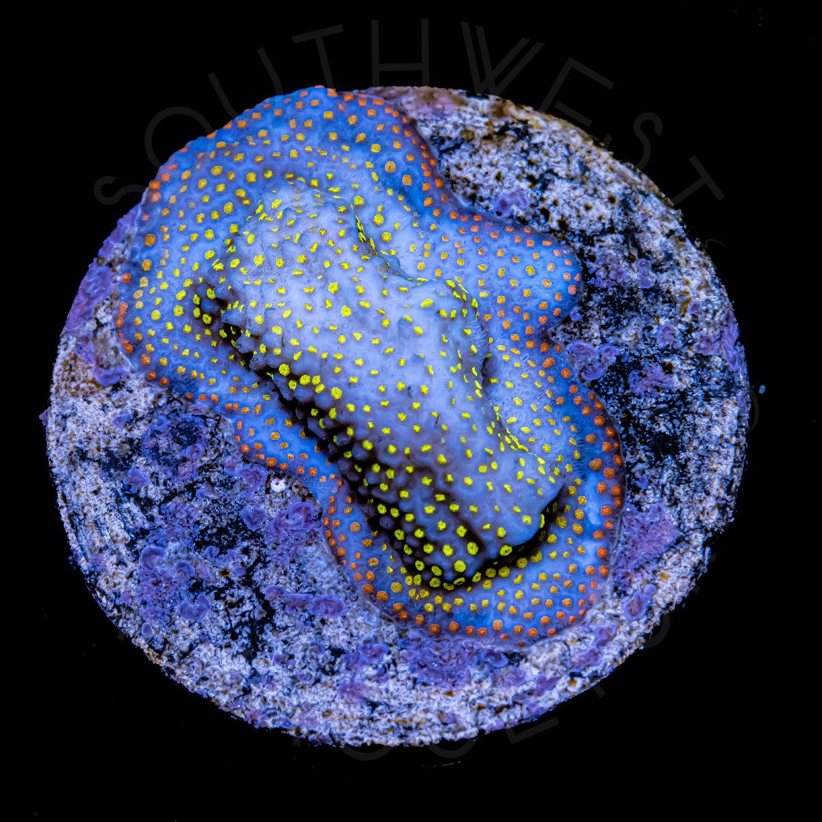 Fruity Pebbles Montipora - WYSIWYG Fruity Pebbles Montipora - WYSIWYG