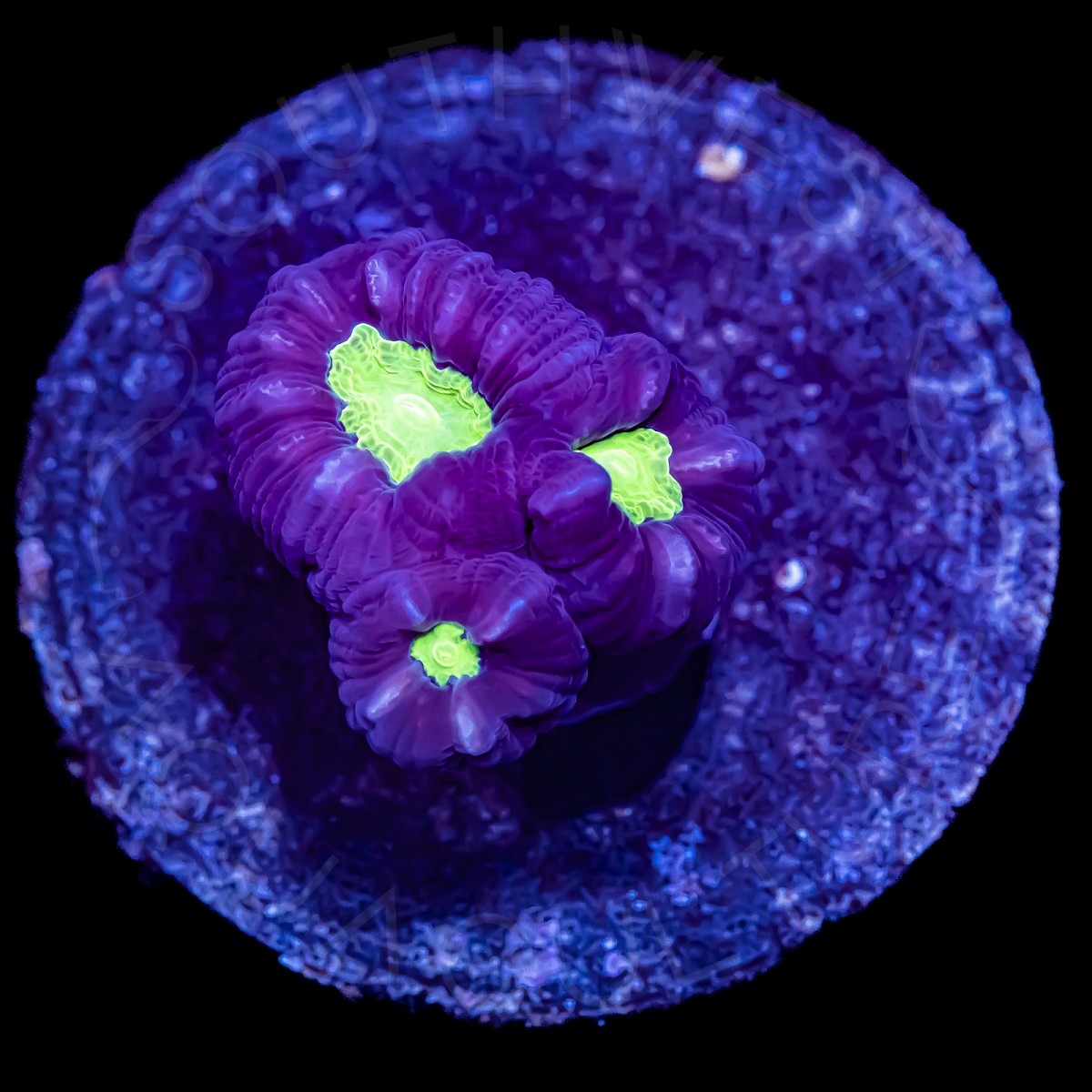 Striped Candy Cane - WYSIWYG