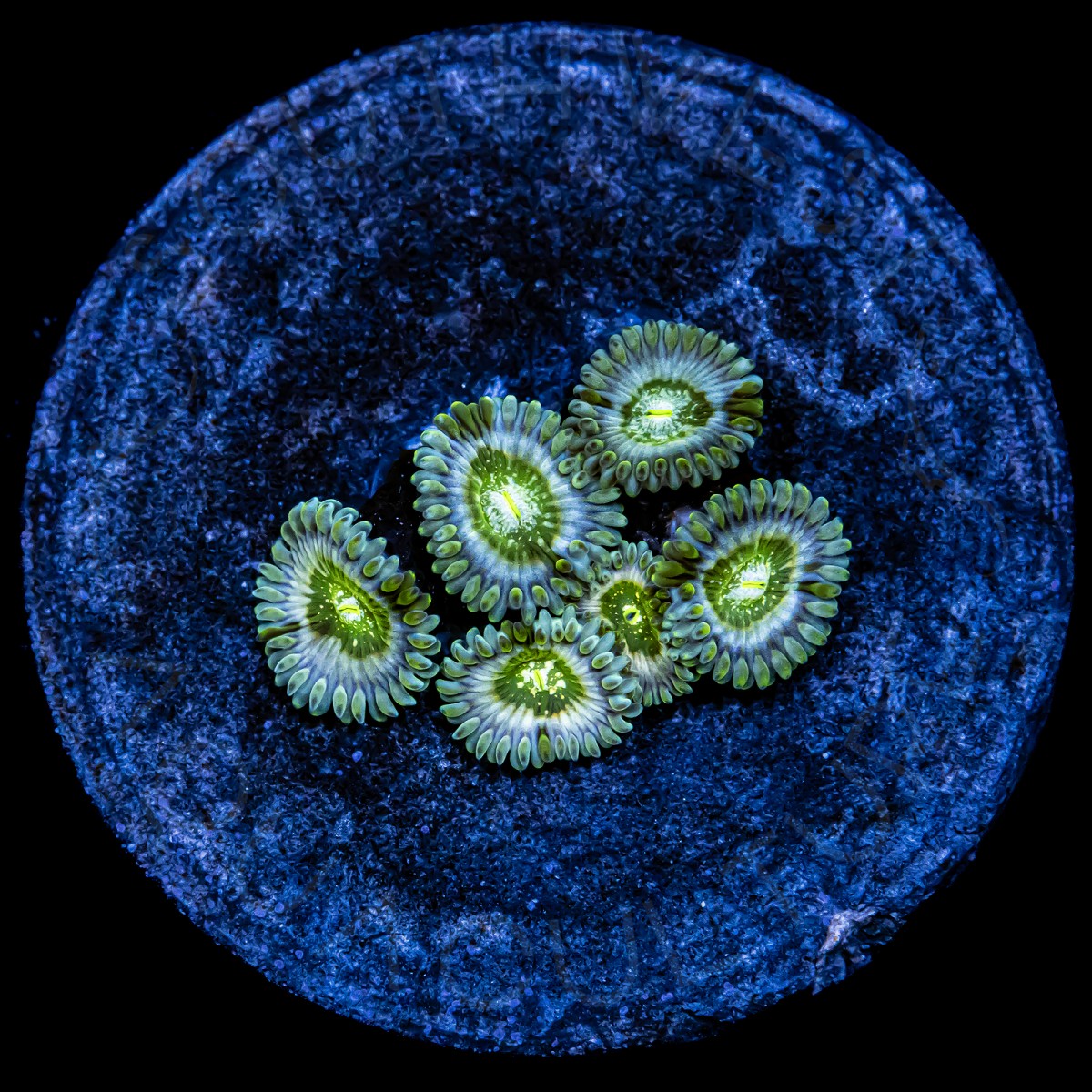 Hawaiian Palys - WYSIWYG Hawaiian Palys - WYSIWYG