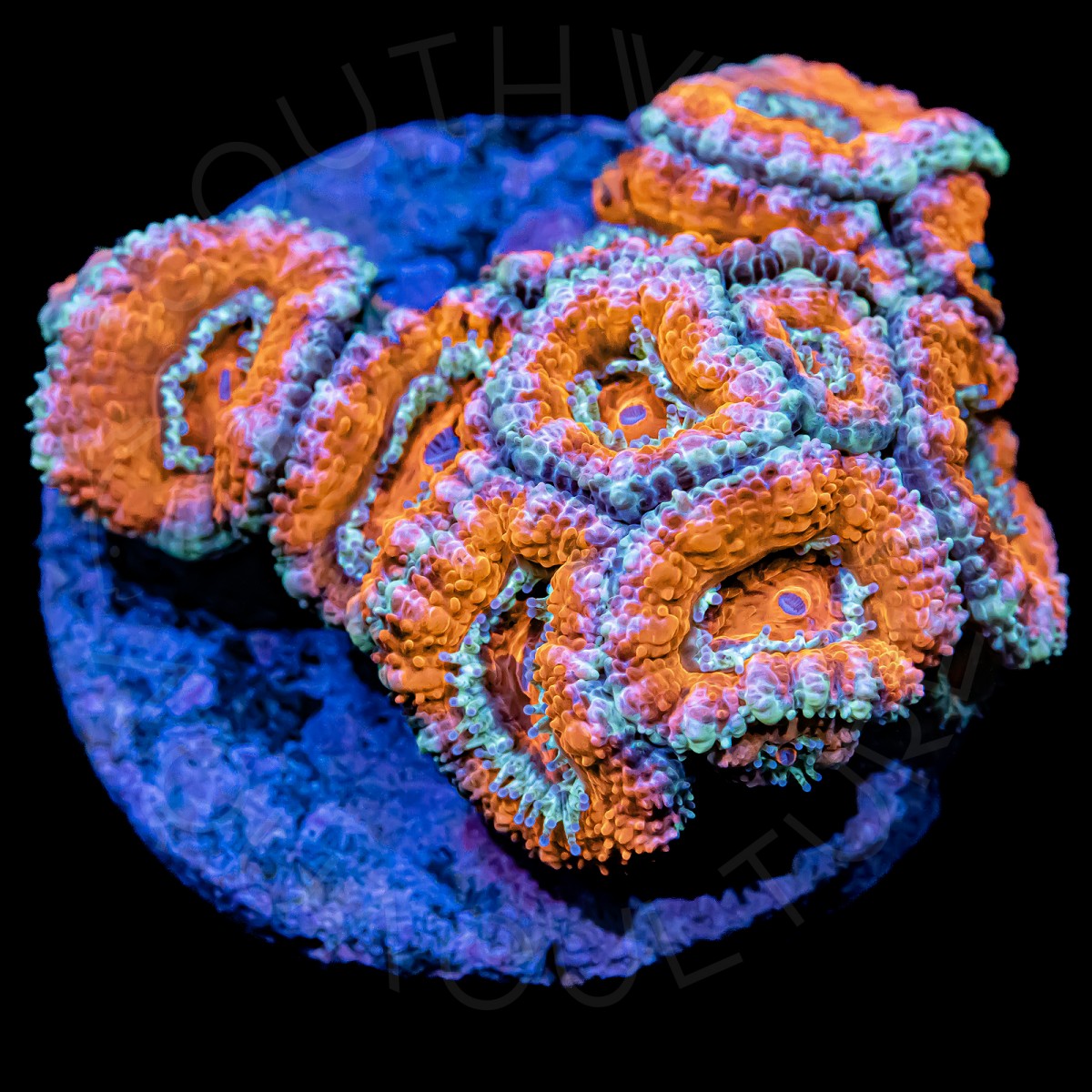 Ultra Micromussa - WYSIWYG Ultra Micromussa - WYSIWYG