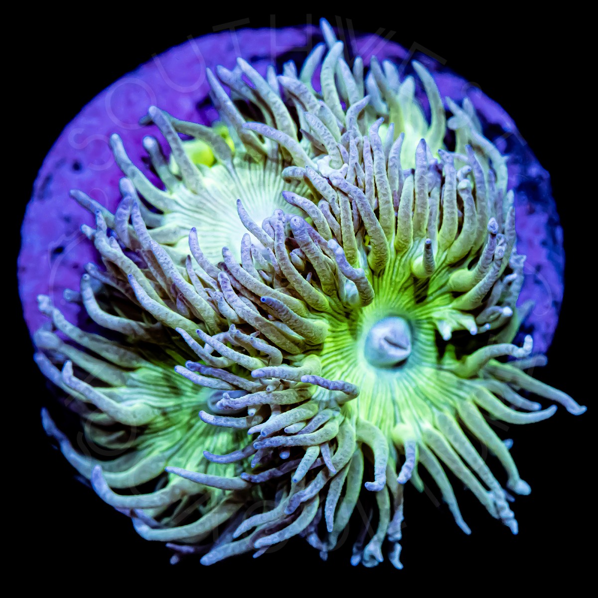 Duncan Coral - WYSIWYG Duncan Coral - WYSIWYG