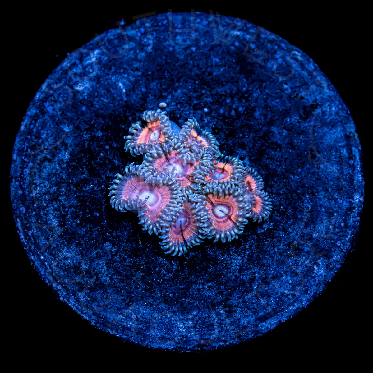 Pink Limonada Palys - WYSIWYG Pink Limonada Palys - WYSIWYG