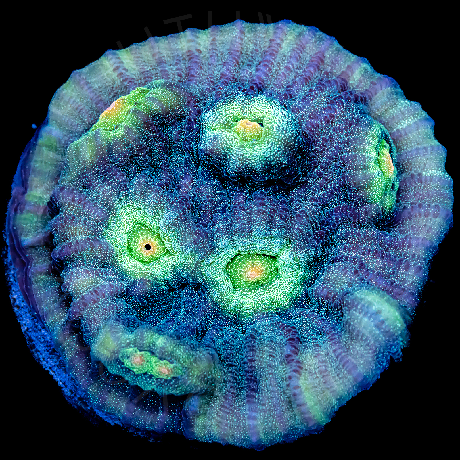 Speckled Chalice - WYSIWYG