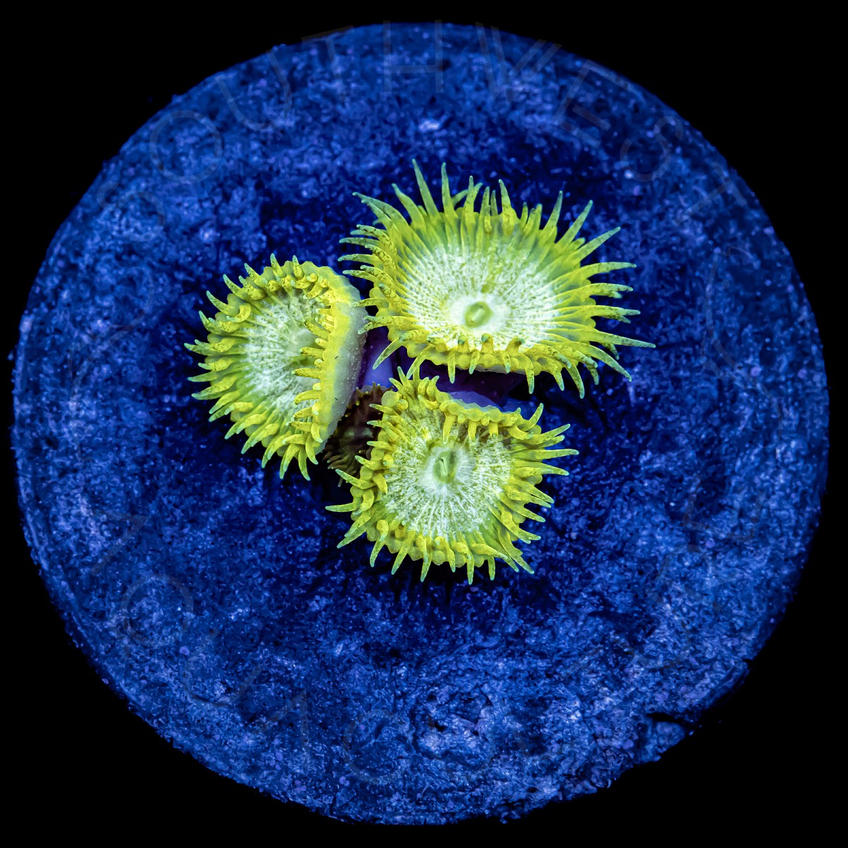 Lash Polyps - WYSIWYG Lash Polyps - WYSIWYG