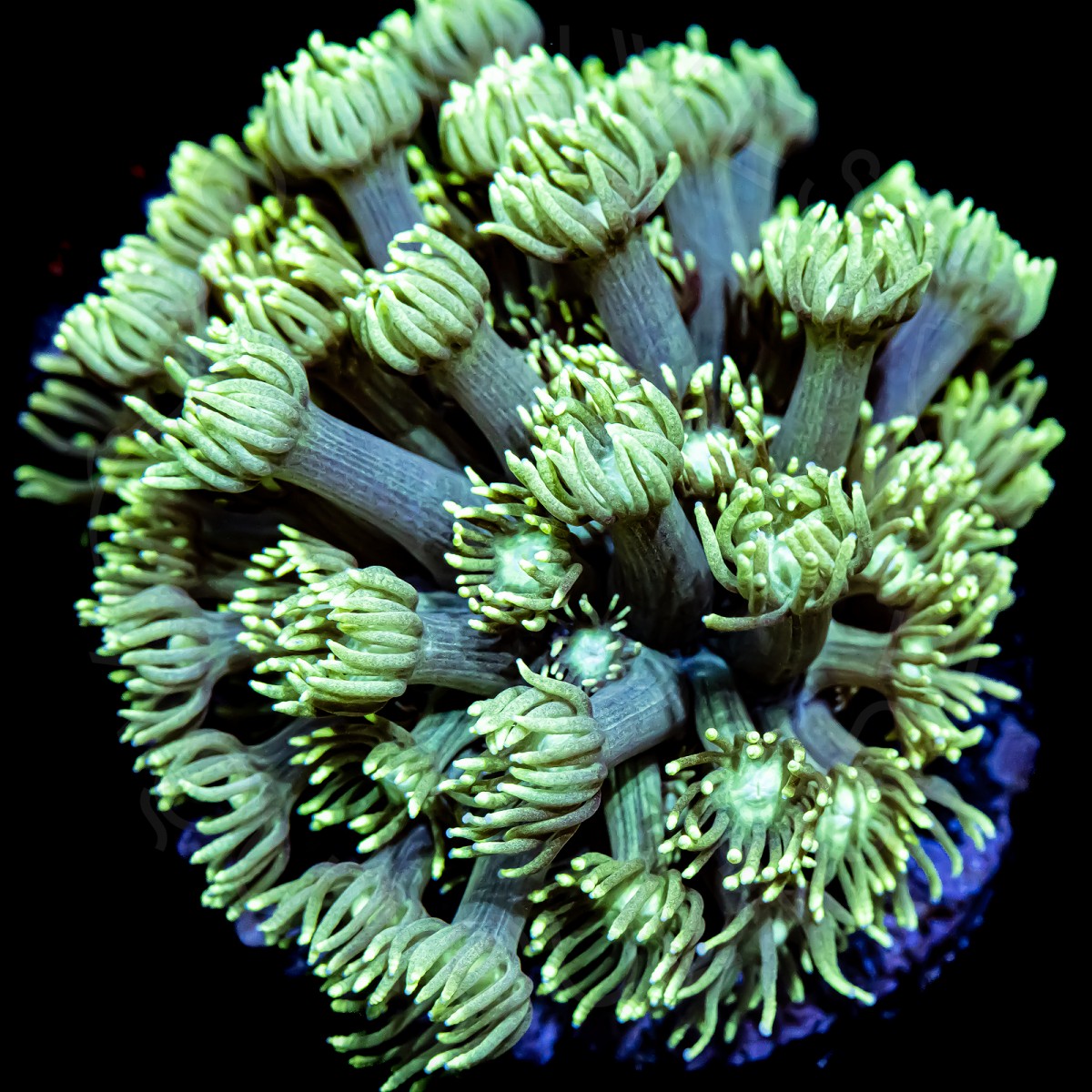 Glimmer Goni - WYSIWYG Glimmer Goni - WYSIWYG