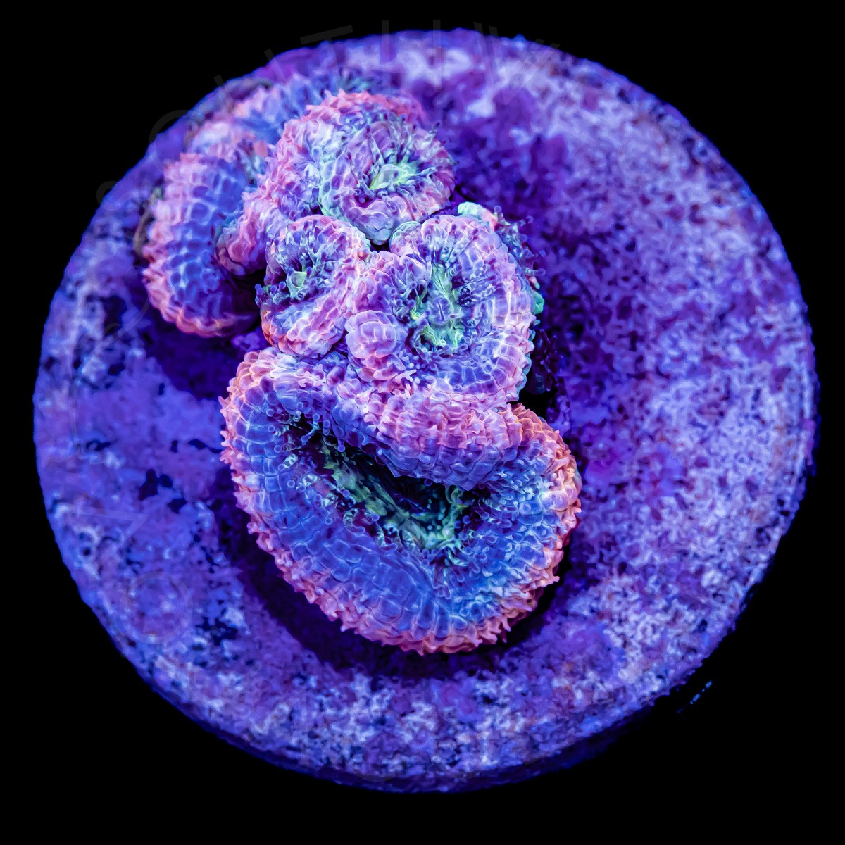 Alien Eye Micromussa - WYSIWYG Alien Eye Micromussa - WYSIWYG